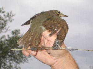 La pega lesiona greument el plumatge de les aus. Foto: SEO/BirdLife